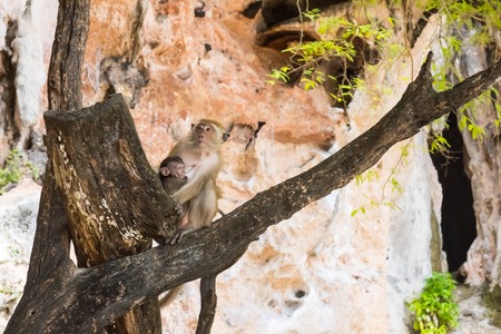 Monkey mother with child on tree macaque. Two macaques, Thailandの写真素材