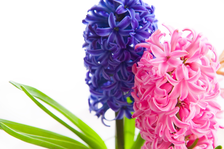 Spring blue and pink hyacinth flower on white backgroundの写真素材