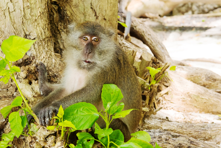 One macaque monkey on tree in Thailand