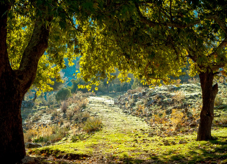 Mediterranean olive field with old olive tree ready for harvest.の写真素材