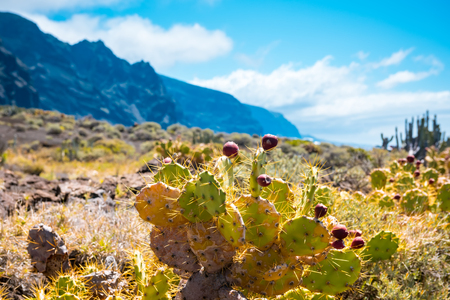 Calm Cactus Desert Sunset in Tenerife Canary Islandの写真素材