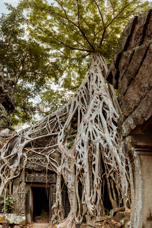 Giant tree and roots in temple Ta Prom Angkor wat Cambodia landmarkの写真素材