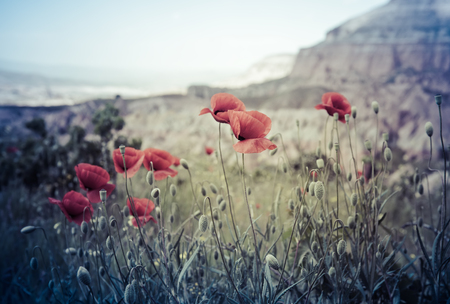 Field of bright red corn poppy flowers in summerの写真素材