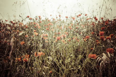 Field of bright red corn poppy flowers in summerの写真素材