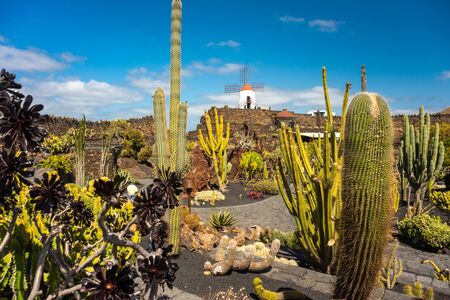 Tropical cactus garden in Guatiza village, Lanzarote, Canary Islands, Spainの写真素材