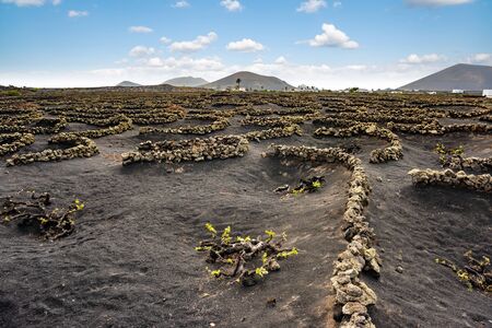 Stunning landscape with volcanic vineyards. Traditional wine production of Lanzarote. Canary Islands. Spainの写真素材