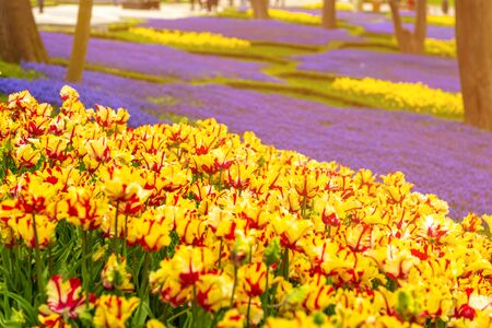 Colorful flower beds during the annual April tulip festival in Istanbul in Gulhane Park, Turkeyの写真素材