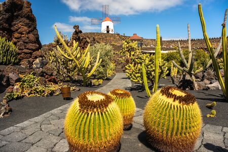 Tropical cactus garden in Guatiza village, Lanzarote, Canary Islands, Spainの写真素材