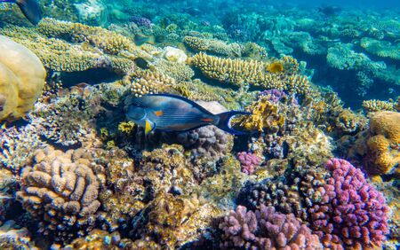 Tropical Fish on coral reef in Ras Mohammed national park, Egypt