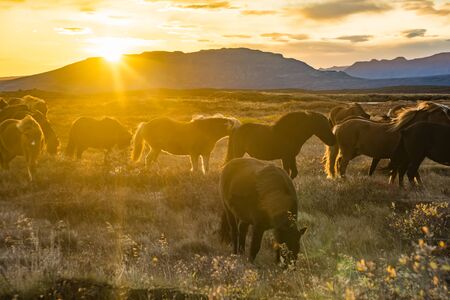 Group of Icelandic Horses in pasture with mountains background.の写真素材