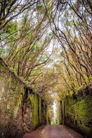 Road tunnel in Anaga Rural Park - ancient rainforest on Tenerife, Canary Islands. Beautiful ancient...