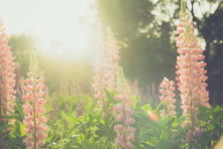 Blooming lupine flowers. A field of lupines. Sunny summer flower backgroundの写真素材