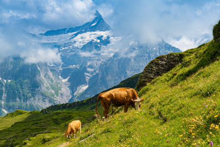 Cows in alpine valley Grindelwald. Jungfrau, Switzerland. Under the Bernese alps. Mountain village.の写真素材