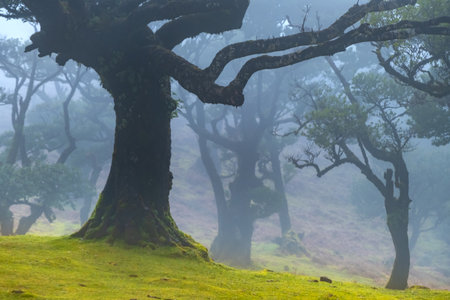 Fanal forest old mystical tree in Madeira island. Twisted trees in fog in Fanal Forest. Huge, moss-covered trees create a dramatic, scared landscapeの写真素材