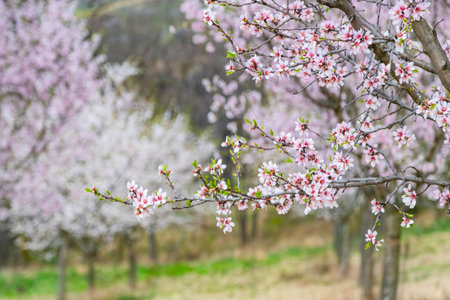 Almond orchard in bloom, Hustopece village, Czech