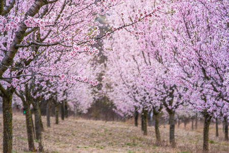 Almond orchard in bloom, Hustopece village, Czechの写真素材