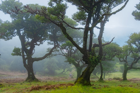 Fanal forest old mystical tree in Madeira island. Twisted trees in fog in Fanal Forest. Huge,...