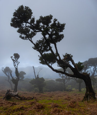 Fanal forest old mystical tree in Madeira island. Twisted trees in fog in Fanal Forest. Huge,...