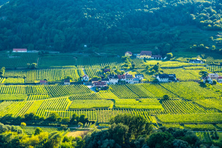 Vineyards and Donau river in Wachau valley Austria with autumn colored leaves small traditional village on sunny day. Traditional wine and tourism region,の写真素材