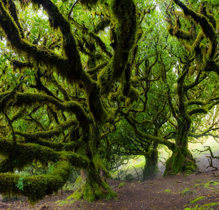 Twisted trees in the fog in Fanal Forest on the Portuguese island of Madeira. Huge, moss-covered trees create a dramatic landscapeの写真素材