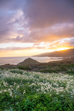 Sunset on Ponta de Sao Lourenco peninsula with beautiful flowers in foreground. Madeira Island Portugal.の写真素材