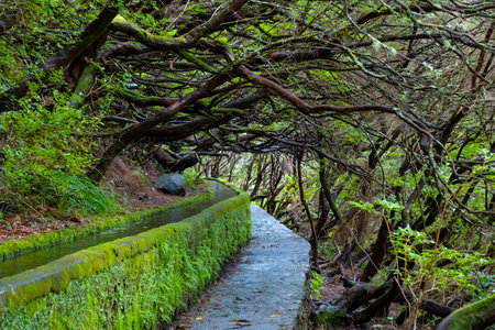 Narrow path along a stone gutter with smoothly flowing water on a mountainside among dense forest, Madeira, Portugalの写真素材