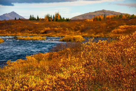 Autumn landscape features a river flowing through a forest filled with vibrant fall foliage in Iceland. The scene includes colorful trees, calm water, and distant mountains under a cloudy skyの写真素材