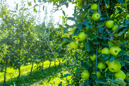 Lush apple orchard filled with vibrant green apples ripening on branches. Sunlight filters through leaves, creating a serene rural scene. Perfect for concepts of agriculture and harvestの写真素材