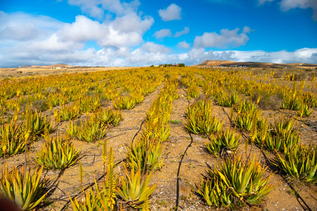 Aloe Vera Fields on Canary Lanzarote Islandの写真素材