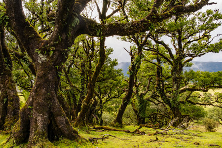 Explore the mystical landscapes of Fanal, Madeira, showcasing the ancient laurel forest. Dense trees envelop the area, creating a serene and timeless natural wonderの写真素材