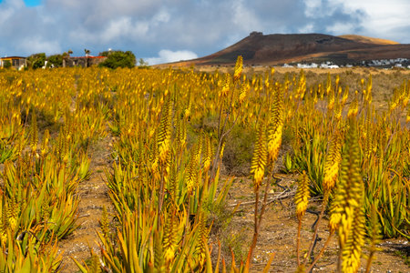 Aloe Vera Field in Lanzarote under a Blue Skyの写真素材