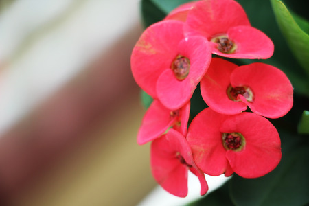 Euphorbia milii flowers are beautiful after rain.の写真素材