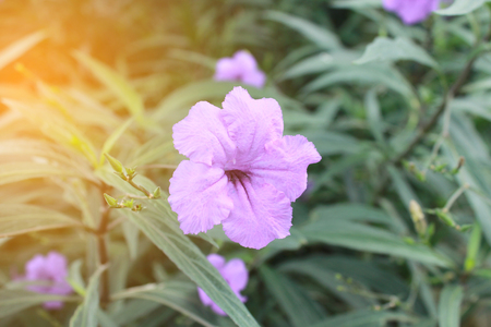 Purple flowers and green leaves background.の写真素材