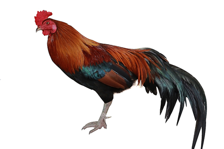 Gamecock or Fighting cock on a white background.の写真素材