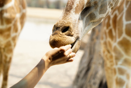 Giraffe food feeding