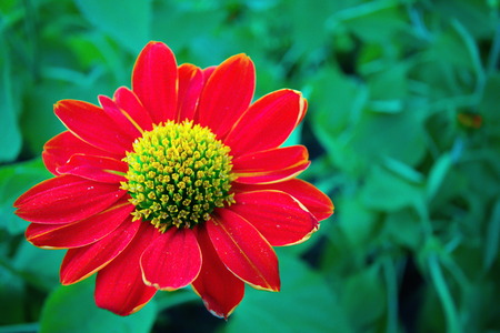 Mexican sunflower  (Tithonia diversifolia (Hemsl.) A.Gray.)の写真素材