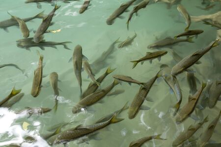 Mahseer barb that live in the waterfall