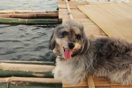 She is a dog breed Shih Tzu Poodle.の写真素材