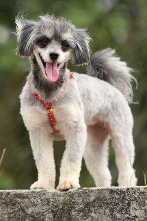She is a dog breed Shih Tzu Poodle.の写真素材