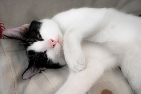 Thai cats have a cow-like pattern and are popular for raising in Thailand.の写真素材