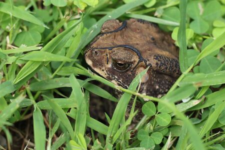 Thai species of toad that is common in the locality of Thailand