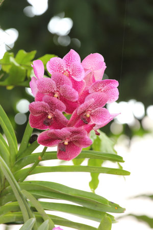 Dendrobium Pink Nagarindra Orchidaceae