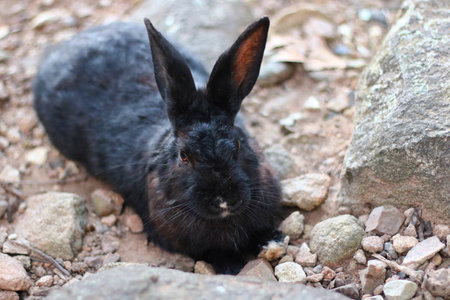 Thai folk rabbits come in a variety of colors, are agile, have long ears, and have a rather pointed face. have strong leg muscles Can jump higher than 1 meterの写真素材