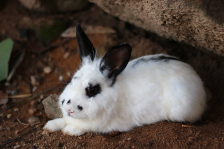 Thai folk rabbits come in a variety of colors, are agile, have long ears, and have a rather pointed face. have strong leg muscles Can jump higher than 1 meterの写真素材