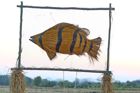 Villagers in rural areas of Thailand bring straw left over from harvesting jasmine rice to bind in the shape of tiger fish to decorate their fields.の写真素材