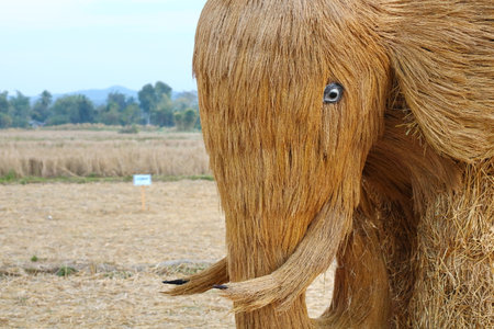 Villagers in rural Thailand bring straw left over from harvesting jasmine rice to tie into the shape of an elephant to decorate their fields.の写真素材