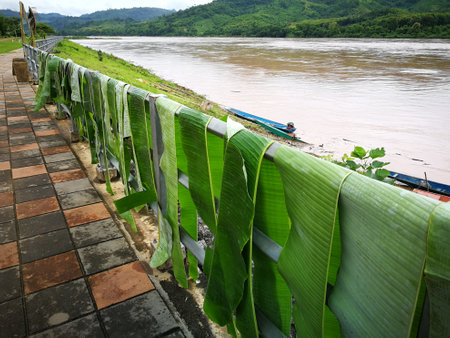 Villagers dry banana leaves for sale as raw materials for making food containers.の写真素材