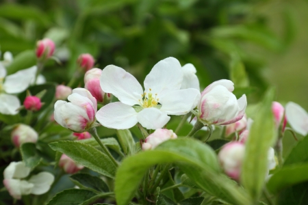 Apple blossomsの写真素材