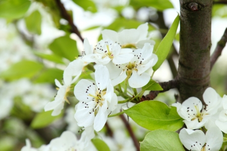 Apple blossomsの写真素材