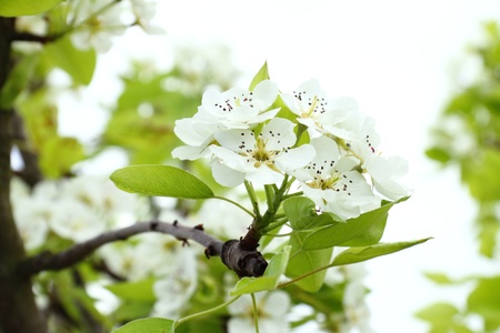 Apple blossomsの写真素材